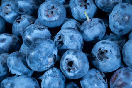 Detail of Blueberries. Macro trucking shot. Top view. Bog bilberry, bog blueberry, northern bilberry or western blueberry (Vaccinium uliginosum)の写真素材