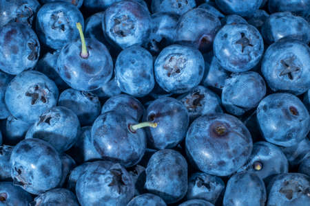 Detail of Blueberries. Macro trucking shot. Top view. Bog bilberry, bog blueberry, northern bilberry or western blueberry (Vaccinium uliginosum)の写真素材