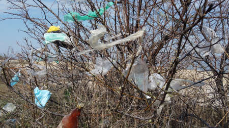 Closeup of face masks and plastic debris on branches of trees. Coronavirus (COVID-19) is...