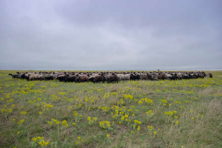 A flock of sheep grazes in the wild flowering steppe. Tarutino steppe, Odessa oblast, Ukraine,...