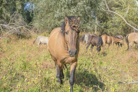 Tarpan wild horses or Hutsul horses released Rewilding Europe / Rewilding Ukraine on Tataru island - Regional Landscape Park "Izmail islands". Tataru island, Chilia branch Danube Delta, Izmail, Odessa Oblast. Ukraine, Eastern Europeの写真素材
