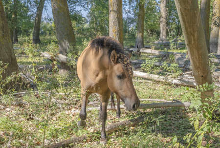 Tarpan wild horses or Hutsul horses in the forest on Tataru island - Regional Landscape Park "Izmail islands". Tataru island, Chilia branch Danube Delta, Izmail, Odessa Oblast. Ukraine, Eastern Europeの写真素材