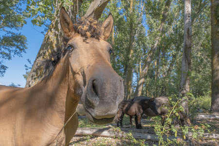 Tarpan wild horses or Hutsul horses in the forest on Tataru island - Regional Landscape Park "Izmail islands". Tataru island, Chilia branch Danube Delta, Izmail, Odessa Oblast. Ukraine, Eastern Europeの写真素材