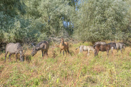 Tarpan wild horses or Hutsul horses released Rewilding Europe / Rewilding Ukraine on Tataru island - Regional Landscape Park "Izmail islands". Tataru island, Chilia branch Danube Delta, Izmail, Odessa Oblast. Ukraine, Eastern Europeの写真素材