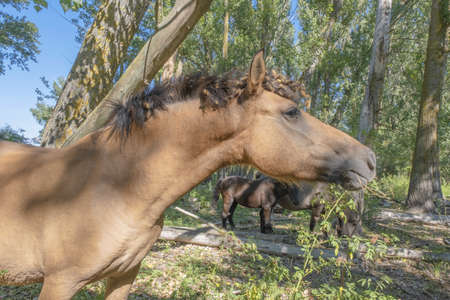 Tarpan wild horses or Hutsul horses in the forest on Tataru island - Regional Landscape Park "Izmail islands". Tataru island, Chilia branch Danube Delta, Izmail, Odessa Oblast. Ukraine, Eastern Europeの写真素材