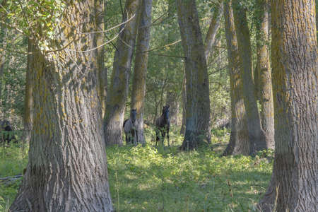 Tarpan wild horses or Hutsul horses in the forest on Tataru island - Regional Landscape Park "Izmail islands". Tataru island, Chilia branch Danube Delta, Izmail, Odessa Oblast. Ukraine, Eastern Europeの写真素材