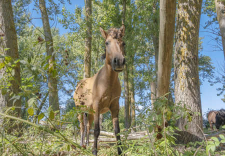 Tarpan wild horses or Hutsul horses in the forest on Tataru island - Regional Landscape Park "Izmail islands". Tataru island, Chilia branch Danube Delta, Izmail, Odessa Oblast. Ukraine, Eastern Europeの写真素材