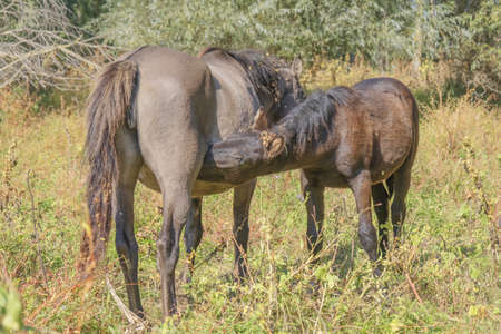 Foal drinks mother's milk. Tarpan wild horses or Hutsul horses released Rewilding Europe / Rewilding Ukraine on Tataru island - Regional Landscape Park "Izmail islands". Tataru island, Chilia branch Danube Delta, Izmail, Odessa Oblast. Ukraine, Eastern Europeの写真素材