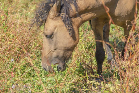 Tarpan wild horses or Hutsul horses released Rewilding Europe / Rewilding Ukraine on Tataru island - Regional Landscape Park "Izmail islands". Tataru island, Chilia branch Danube Delta, Izmail, Odessa Oblast. Ukraine, Eastern Europeの写真素材