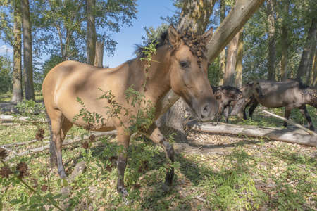 Tarpan wild horses or Hutsul horses in the forest on Tataru island - Regional Landscape Park "Izmail islands". Tataru island, Chilia branch Danube Delta, Izmail, Odessa Oblast. Ukraine, Eastern Europeの写真素材