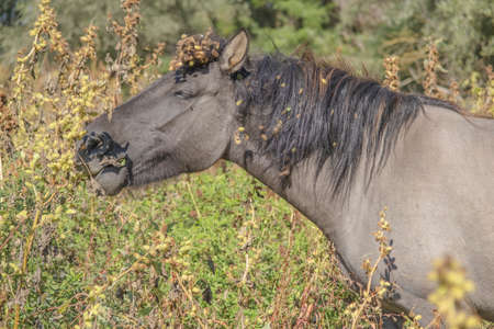 Tarpan wild horses or Hutsul horses released Rewilding Europe / Rewilding Ukraine on Tataru island - Regional Landscape Park "Izmail islands". Tataru island, Chilia branch Danube Delta, Izmail, Odessa Oblast. Ukraine, Eastern Europeの写真素材