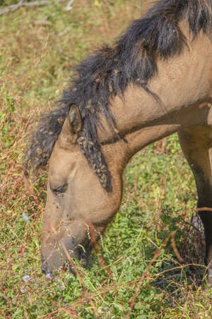 Tarpan wild horses or Hutsul horses released Rewilding Europe / Rewilding Ukraine on Tataru island - Regional Landscape Park "Izmail islands". Tataru island, Chilia branch Danube Delta, Izmail, Odessa Oblast. Ukraine, Eastern Europeの写真素材