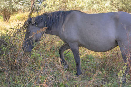 Tarpan wild horses or Hutsul horses released Rewilding Europe / Rewilding Ukraine on Tataru island - Regional Landscape Park "Izmail islands". Tataru island, Chilia branch Danube Delta, Izmail, Odessa Oblast. Ukraine, Eastern Europeの写真素材