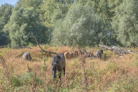 Tarpan wild horses or Hutsul horses released Rewilding Europe / Rewilding Ukraine on Tataru island - Regional Landscape Park "Izmail islands". Tataru island, Chilia branch Danube Delta, Izmail, Odessa Oblast. Ukraine, Eastern Europeの写真素材
