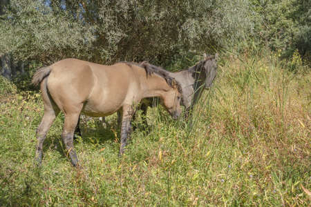 Tarpan wild horses or Hutsul horses released Rewilding Europe / Rewilding Ukraine on Tataru island - Regional Landscape Park "Izmail islands". Tataru island, Chilia branch Danube Delta, Izmail, Odessa Oblast. Ukraine, Eastern Europeの写真素材