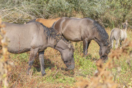 Tarpan wild horses or Hutsul horses released Rewilding Europe / Rewilding Ukraine on Tataru island - Regional Landscape Park "Izmail islands". Tataru island, Chilia branch Danube Delta, Izmail, Odessa Oblast. Ukraine, Eastern Europeの写真素材
