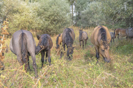 Tarpan wild horses or Hutsul horses released Rewilding Europe / Rewilding Ukraine on Tataru island - Regional Landscape Park "Izmail islands". Tataru island, Chilia branch Danube Delta, Izmail, Odessa Oblast. Ukraine, Eastern Europeの写真素材