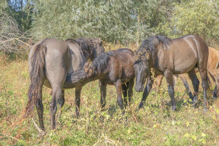 Foal drinks mother's milk. Tarpan wild horses or Hutsul horses released Rewilding Europe / Rewilding Ukraine on Tataru island - Regional Landscape Park "Izmail islands". Tataru island, Chilia branch Danube Delta, Izmail, Odessa Oblast. Ukraine, Eastern Europeの写真素材