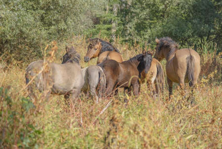 Tarpan wild horses or Hutsul horses released Rewilding Europe / Rewilding Ukraine on Tataru island - Regional Landscape Park "Izmail islands". Tataru island, Chilia branch Danube Delta, Izmail, Odessa Oblast. Ukraine, Eastern Europeの写真素材