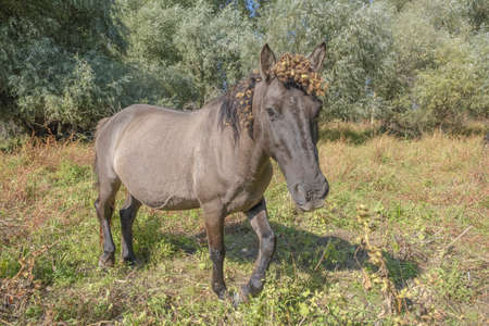 Tarpan wild horses or Hutsul horses released Rewilding Europe / Rewilding Ukraine on Tataru island - Regional Landscape Park "Izmail islands". Tataru island, Chilia branch Danube Delta, Izmail, Odessa Oblast. Ukraine, Eastern Europeの写真素材