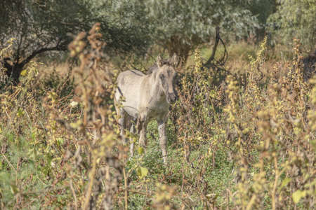 Tarpan wild horses or Hutsul horses released Rewilding Europe / Rewilding Ukraine on Tataru island - Regional Landscape Park "Izmail islands". Tataru island, Chilia branch Danube Delta, Izmail, Odessa Oblast. Ukraine, Eastern Europeの写真素材
