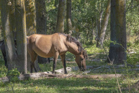 Tarpan wild horses or Hutsul horses in the forest on Tataru island - Regional Landscape Park "Izmail islands". Tataru island, Chilia branch Danube Delta, Izmail, Odessa Oblast. Ukraine, Eastern Europeの写真素材