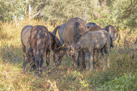 Tarpan wild horses or Hutsul horses released Rewilding Europe / Rewilding Ukraine on Tataru island - Regional Landscape Park "Izmail islands". Tataru island, Chilia branch Danube Delta, Izmail, Odessa Oblast. Ukraine, Eastern Europeの写真素材