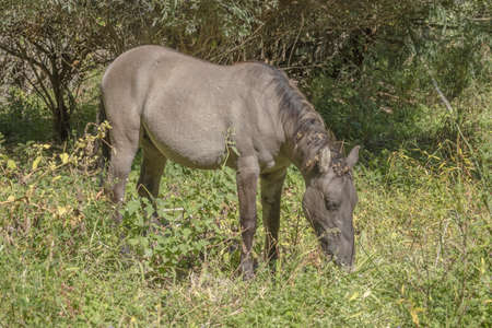 Tarpan wild horses or Hutsul horses released Rewilding Europe / Rewilding Ukraine on Tataru island - Regional Landscape Park "Izmail islands". Tataru island, Chilia branch Danube Delta, Izmail, Odessa Oblast. Ukraine, Eastern Europeの写真素材