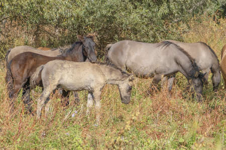 Tarpan wild horses or Hutsul horses released Rewilding Europe / Rewilding Ukraine on Tataru island - Regional Landscape Park "Izmail islands". Tataru island, Chilia branch Danube Delta, Izmail, Odessa Oblast. Ukraine, Eastern Europeの写真素材