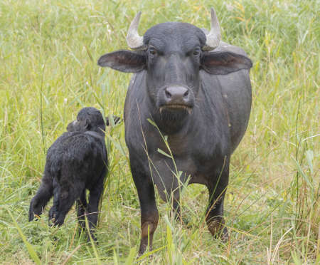Young calf with mother - Water buffaloの写真素材