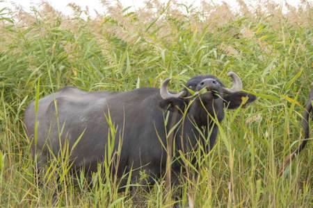 Water buffalo grazing in the reeds. Orlovka village, Reni raion, Odessa oblast, Ukraine, Eastern Europeの写真素材