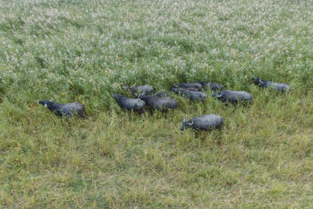 Aerial view - Water buffalo grazing in the reeds. Orlovka village, Reni raion, Odessa oblast, Ukraine, Eastern Europeの写真素材