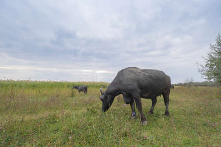 Water buffalo grazing in the meadow. Orlovka village, Reni raion, Odessa oblast, Ukraine, Eastern Europeの写真素材