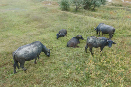 Aerial view - Water buffalo grazing in the reeds. Orlovka village, Reni raion, Odessa oblast, Ukraine, Eastern Europeの写真素材