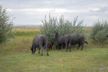 Water buffalo grazing in the meadow. Orlovka village, Reni raion, Odessa oblast, Ukraine, Eastern Europeの写真素材