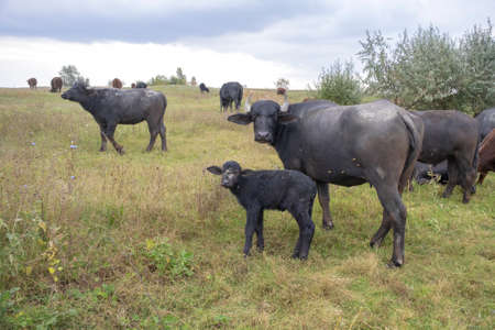 Young calf with mother - Water buffalo. Orlovka village, Reni raion, Odessa oblast, Ukraine, Eastern Europeの写真素材