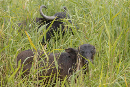 Young calf with mother - Water buffalo. Orlovka village, Reni raion, Odessa oblast, Ukraine, Eastern Europeの写真素材