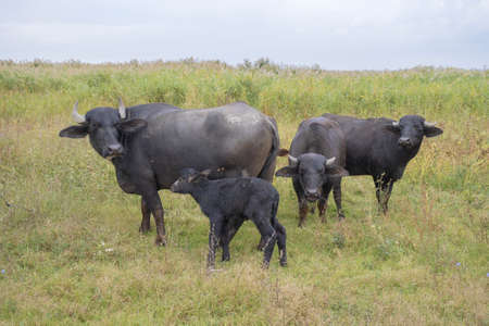 Young calf with mother - Water buffaloの写真素材