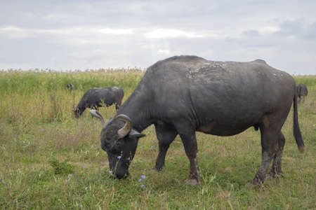 Water buffalo grazing in the meadow. Orlovka village, Reni raion, Odessa oblast, Ukraine, Eastern Europeの写真素材
