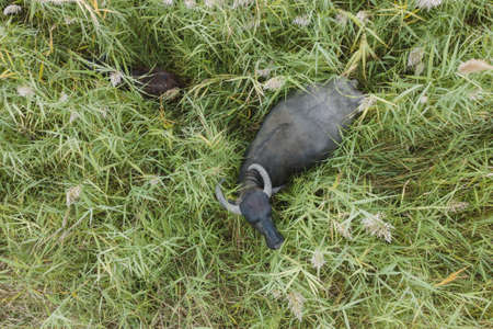 Aerial view - Water buffalo grazing in the reeds. Orlovka village, Reni raion, Odessa oblast, Ukraine, Eastern Europeの写真素材