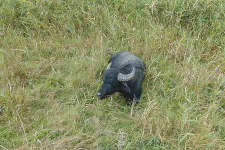 Water buffalo grazing in the reeds. Orlovka village, Reni raion, Odessa oblast, Ukraine, Eastern Europeの写真素材