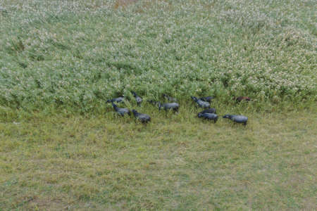 Aerial view - Water buffalo grazing in the reeds. Orlovka village, Reni raion, Odessa oblast, Ukraine, Eastern Europeの写真素材