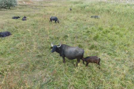 Young calf with mother - Water buffalo. Orlovka village, Reni raion, Odessa oblast, Ukraine, Eastern Europeの写真素材