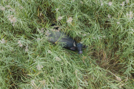 Aerial view - Water buffalo grazing in the reeds.の写真素材