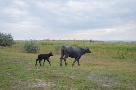 Young calf with mother - Water buffalo. Orlovka village, Reni raion, Odessa oblast, Ukraine, Eastern Europeの写真素材