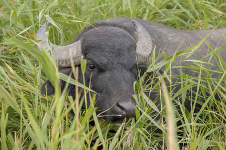 Water buffalo grazing in the reedsの写真素材