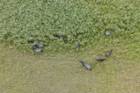 Aerial view - Water buffalo grazing in the reeds.の写真素材