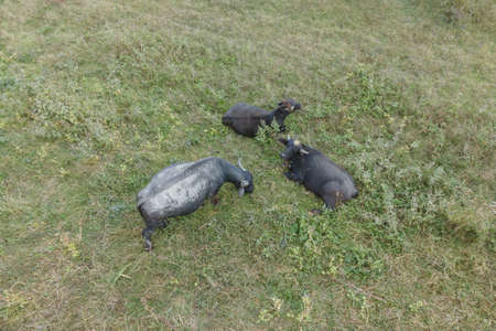 Aerial view - Water buffalo grazing in the reeds. Orlovka village, Reni raion, Odessa oblast, Ukraine, Eastern Europeの写真素材