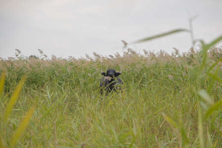 Water buffalo grazing in the reeds. Orlovka village, Reni raion, Odessa oblast, Ukraine, Eastern Europeの写真素材