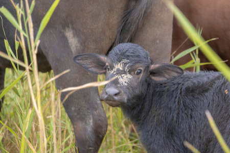 Young calf with mother - Water buffalo. Orlovka village, Reni raion, Odessa oblast, Ukraine, Eastern Europeの写真素材